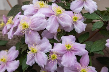 Güzel ve güzel kokulu Clematis Mayline çiçekleri bahçede..