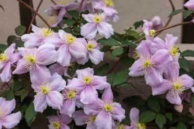 Güzel ve güzel kokulu Clematis Mayline çiçekleri bahçede..