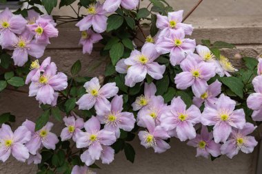 Güzel ve güzel kokulu Clematis Mayline çiçekleri bahçede..