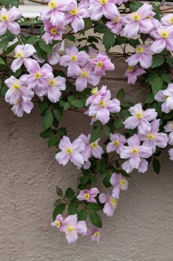 Beautiful and very fragrant clematis mayline flowers in the garden. clipart