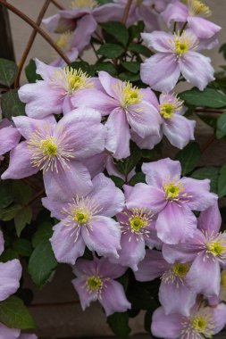 Güzel ve güzel kokulu Clematis Mayline çiçekleri bahçede..