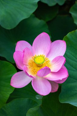 Close-up of beautifully blooming ancient lotus flower in a pond. clipart