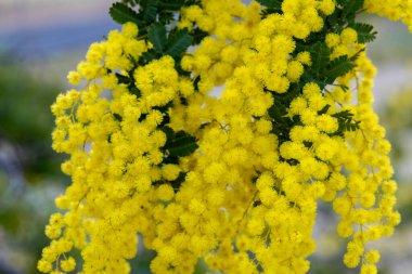 Baharın gelişini gösteren sarı mimoza çiçekleri..