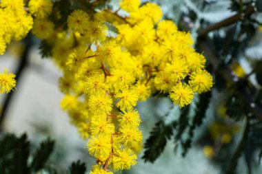 Baharın gelişini gösteren sarı mimoza çiçekleri..