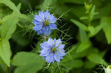 Bahçede açan güzel mavi nigella çiçekleri.
