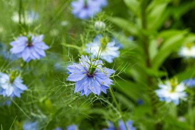Bahçede açan güzel mavi nigella çiçekleri.