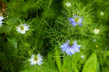 Bahçede açan güzel mavi nigella çiçekleri.