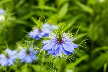 Bahçede açan güzel mavi nigella çiçeklerine yakın.