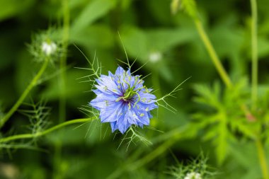 Bahçede açan güzel mavi nigella çiçeklerine yakın.