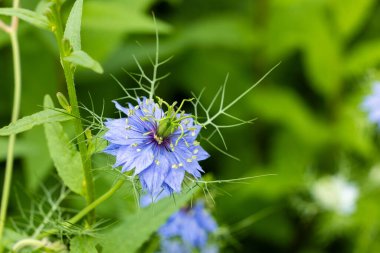 Bahçede açan güzel mavi nigella çiçeklerine yakın.