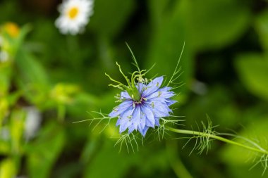 Bahçede açan güzel mavi nigella çiçeklerine yakın.