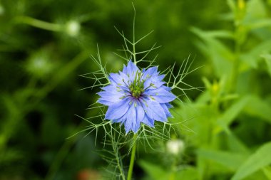 Bahçede açan güzel mavi nigella çiçeklerine yakın.