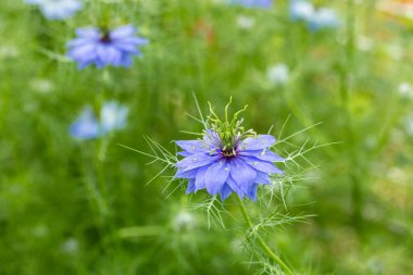 Bahçede açan güzel mavi nigella çiçeklerine yakın.