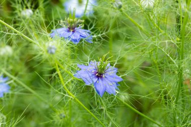 Bahçede açan güzel mavi nigella çiçeklerine yakın.