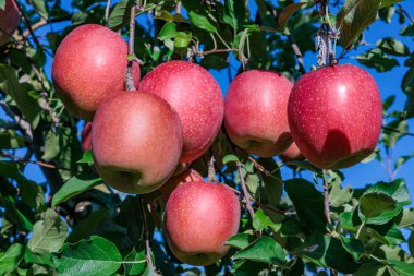 Meyve bahçesinde güzel olgunlaşan lezzetli Fuji elmaları..