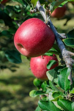 Lezzetli elma çeşidi Shinano Meyve bahçesinden tatlı.