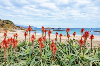 Arkasında Izu Denizi olan aloe çiçeklerinin görüntüsü.