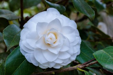 Bahçede açan güzel beyaz kamelya Alba plena çiçeği.