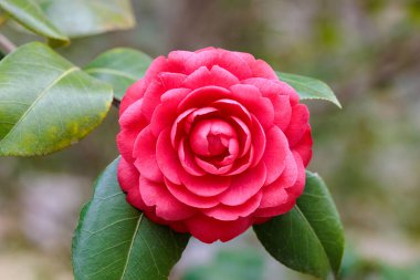 Güzel kırmızı kamelya Anzaklar çiçek açıyor bahçede.