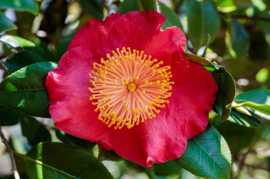 Bahçede açan güzel kırmızı kamelya Asahinominato çiçeği.