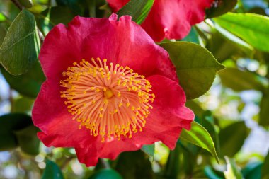 Bahçede açan güzel kırmızı kamelya Asahinominato çiçeği.