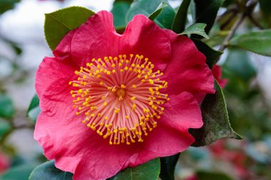 Bahçede açan güzel kırmızı kamelya Asahinominato çiçeği.