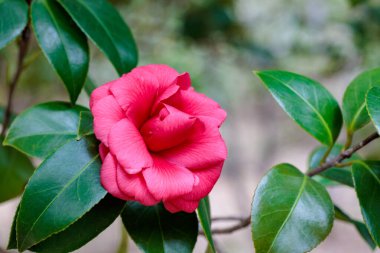 Bahçede açan güzel kırmızı kamelya Benimyorenji çiçeği..