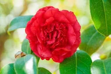 Bahçede açan güzel kırmızı kamelya Caneishon tsubaki çiçeği.
