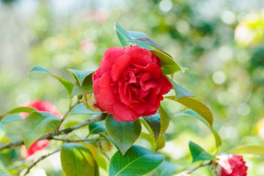 Bahçede açan güzel kırmızı kamelya Caneishon tsubaki çiçeği.