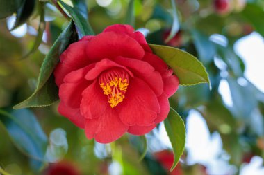 Bahçede açan güzel kırmızı kamelya Hijirimen çiçeği.