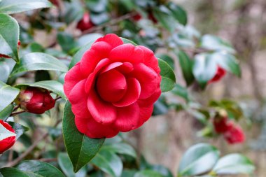 Beautiful red and rare camellia Glen40 flowers in the garden.