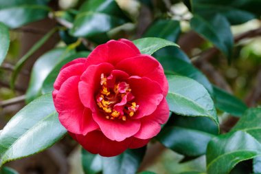 Bahçede açan güzel kırmızı kamelya Hijirimen çiçeği.