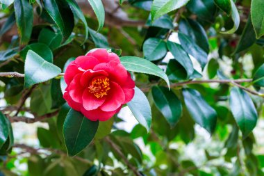Bahçede açan güzel kırmızı kamelya Hijirimen çiçeği.