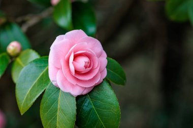 Bahçedeki zarif ve temiz kamelya himetsubaki çiçeği..