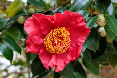 Beautiful red and rare camellia 'Koumyou flowers in the garden.
