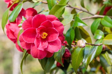 Güzel kırmızı kamelya Okinonami çiçeği bahçede çiçek açıyor.