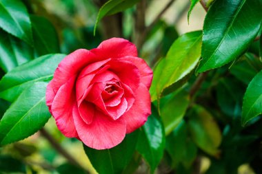 Güzel kırmızı kamelya Okinonami çiçeği bahçede çiçek açıyor.