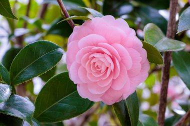 Bahçedeki temiz ve temiz kamelya otometsubaki çiçeği..