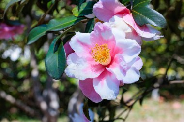 Bahçede açan güzel pembe kamelya Shiboriegao çiçeği..