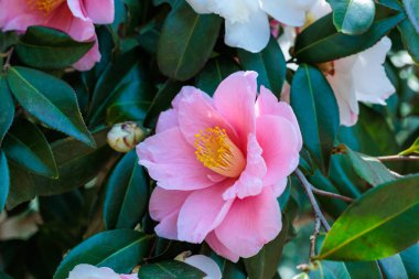Bahçede açan güzel pembe kamelya Shiboriegao çiçeği..