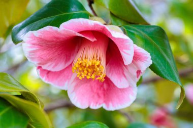 Bahçede açan güzel pembe kamelya Shirohagoromo çiçeği..