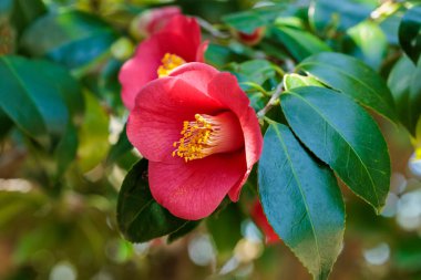 Bahçede açan güzel kırmızı kamelya Tanikaze çiçekleri.