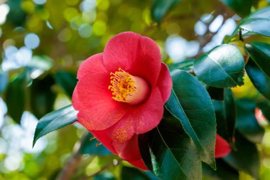 Bahçede açan güzel kırmızı kamelya Tanikaze çiçekleri.