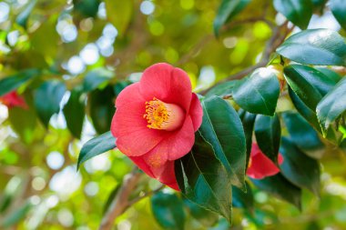 Bahçede açan güzel kırmızı kamelya Tanikaze çiçekleri.