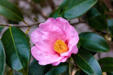 Bahçede açan güzel pembe kamelya Uraku çiçekleri.