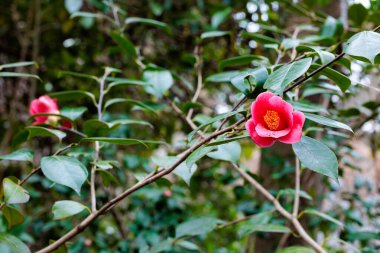 Ormanda açan güzel kırmızı kamelya Yabutsubaki çiçekleri.
