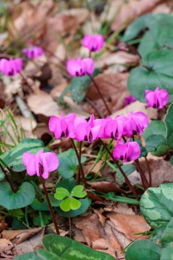 Ormanda açan orijinal siklamen çiçeği..