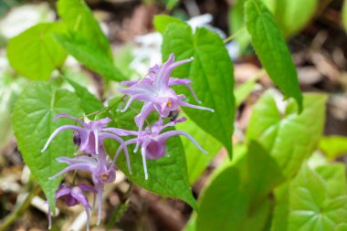Bahar ormanlarında açan saf pembe epimid çiçekler..