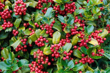 Holly 'nin parlak kırmızı tohumları.