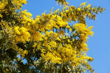Baharın gelişini gösteren sarı mimoza çiçekleri..